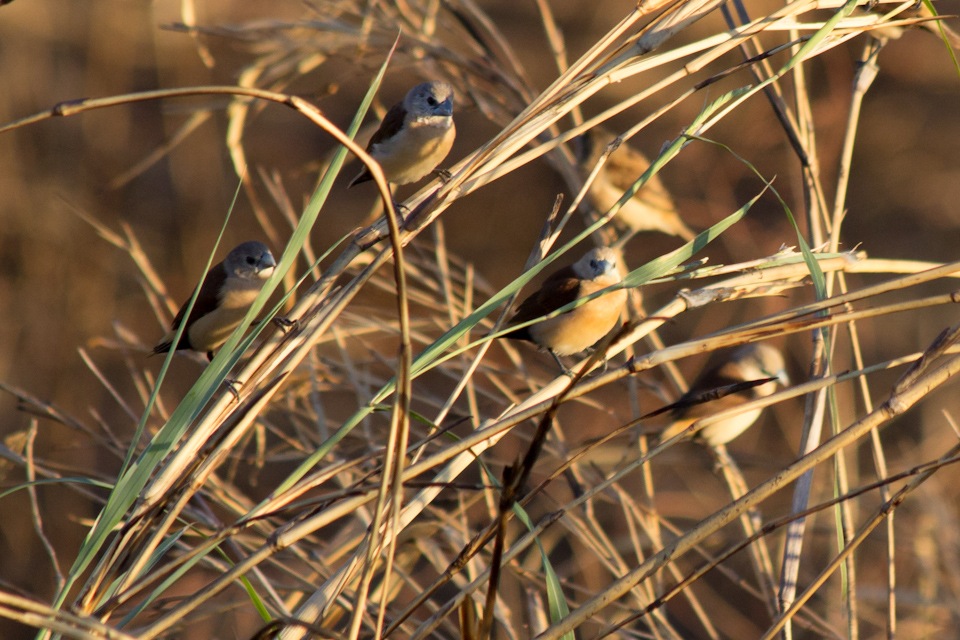 Yellow-rumped Mannikin (Lonchura flaviprymna)